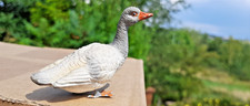 GANS GOOSE FEDERVIEH MASSE